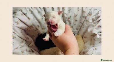Goldendoodle dogs Mesmerising miniature golden doodle babys - Advert 5