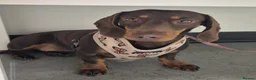 Miniature Dachshund dogs for sale: Beautiful litter of miniature dachshund puppies. - Advert 6