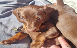 Miniature Dachshund dogs for sale: Mini Dachshund Puppies - Image 12