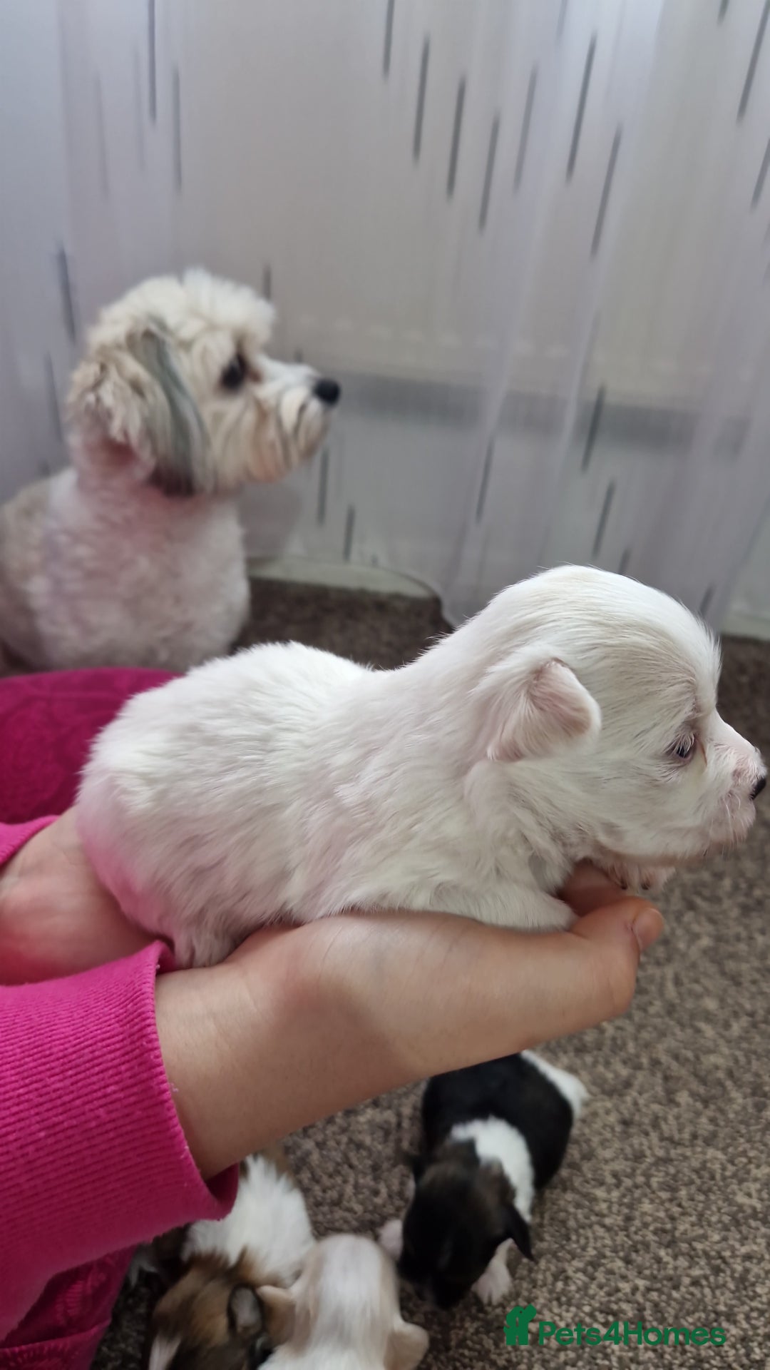 Mixed Breed dogs for sale: Bichon havanez  - Advert 4