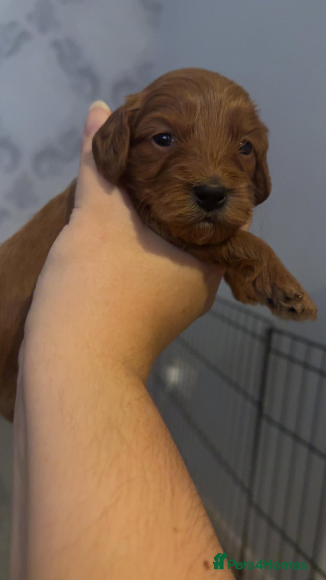 Cockapoo dogs for sale: Cockapoo F1 - Advert 10