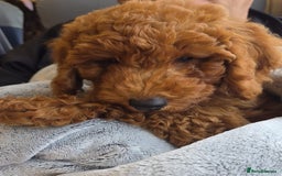Cockapoo dogs for sale: F1b fox red Fully vaccinated Male - Image 4