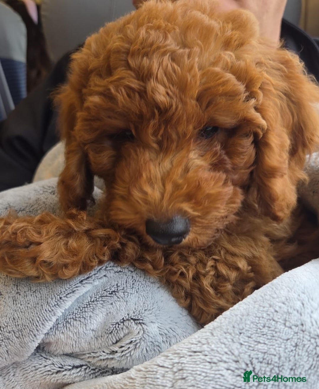 Cockapoo dogs for sale: F1b fox red Fully vaccinated Male - Image 4