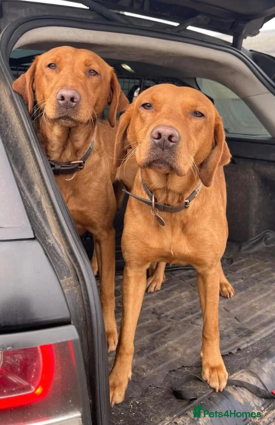 Labrador Retriever dogs for sale: KC Stunning Dark Fox Red Labrador Puppies - Advert 13