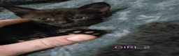 Mixed Breed cats for sale: Mixed colour kittens looking for their new homes - Advert 11