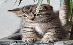 Bengal cats for sale: Bengal X Ragdoll - Image 6