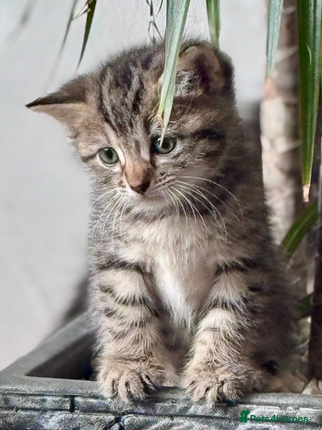 Bengal cats for sale: Bengal X Ragdoll - Image 6