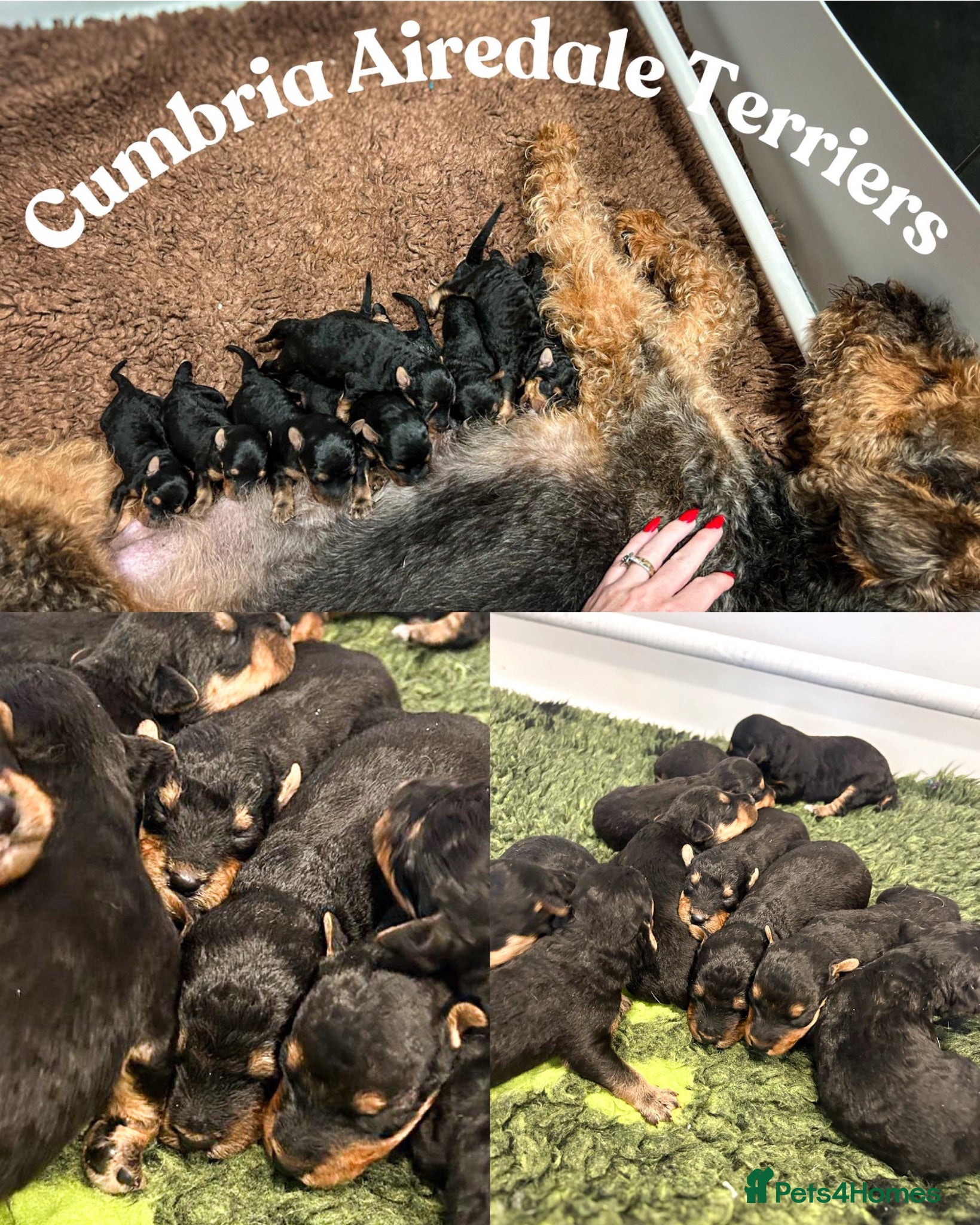 Airedale Terrier dogs 💕 QUALITY FRIENDLY KC AIREDALE TERRIERS 💕 - Advert 2