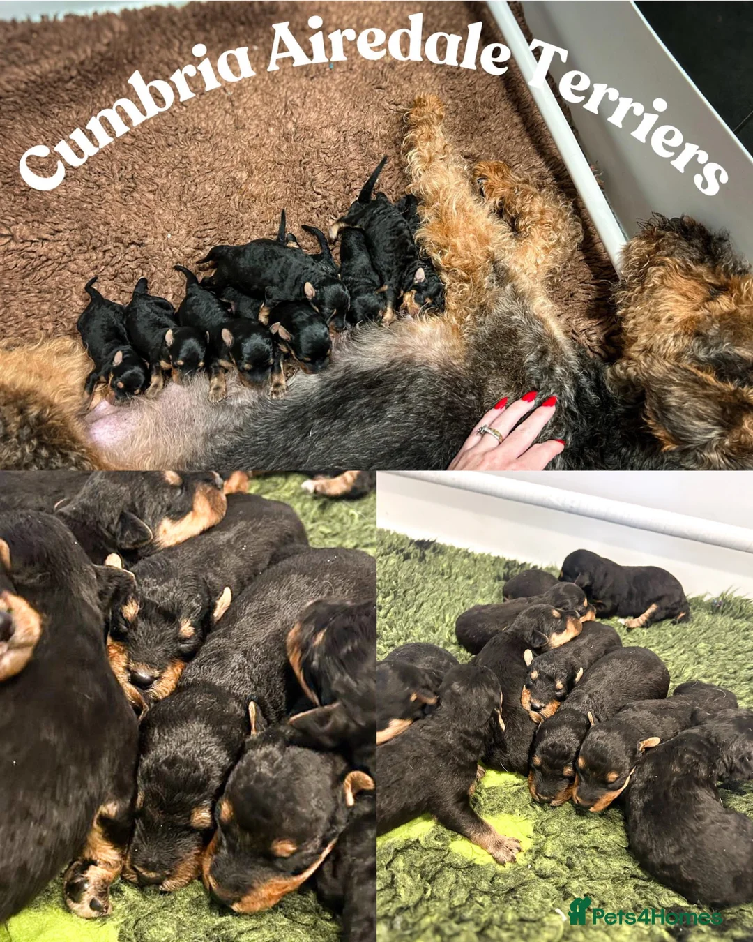 Airedale Terrier dogs for sale: 💕 QUALITY FRIENDLY KC AIREDALE TERRIERS 💕 - Advert 2