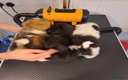 Lhasa Apso dogs for sale: Lhasa Apso Puppies - Advert 11