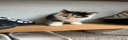 Mixed Breed cats for sale: One female calico longhair kitten  in Kidlington - Advert 9