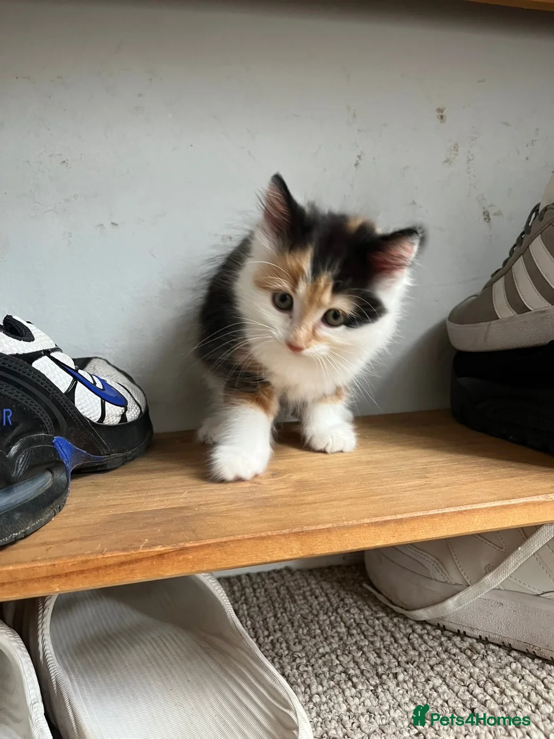 Mixed Breed cats for sale: One female calico longhair kitten  in Kidlington - Advert 9