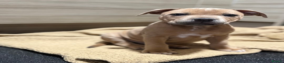 Blue fawn Staffordshire Bull terrier. 