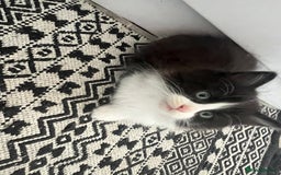 Mixed Breed cats for sale: Fluffballs looking for a new loving homes  - Image 6