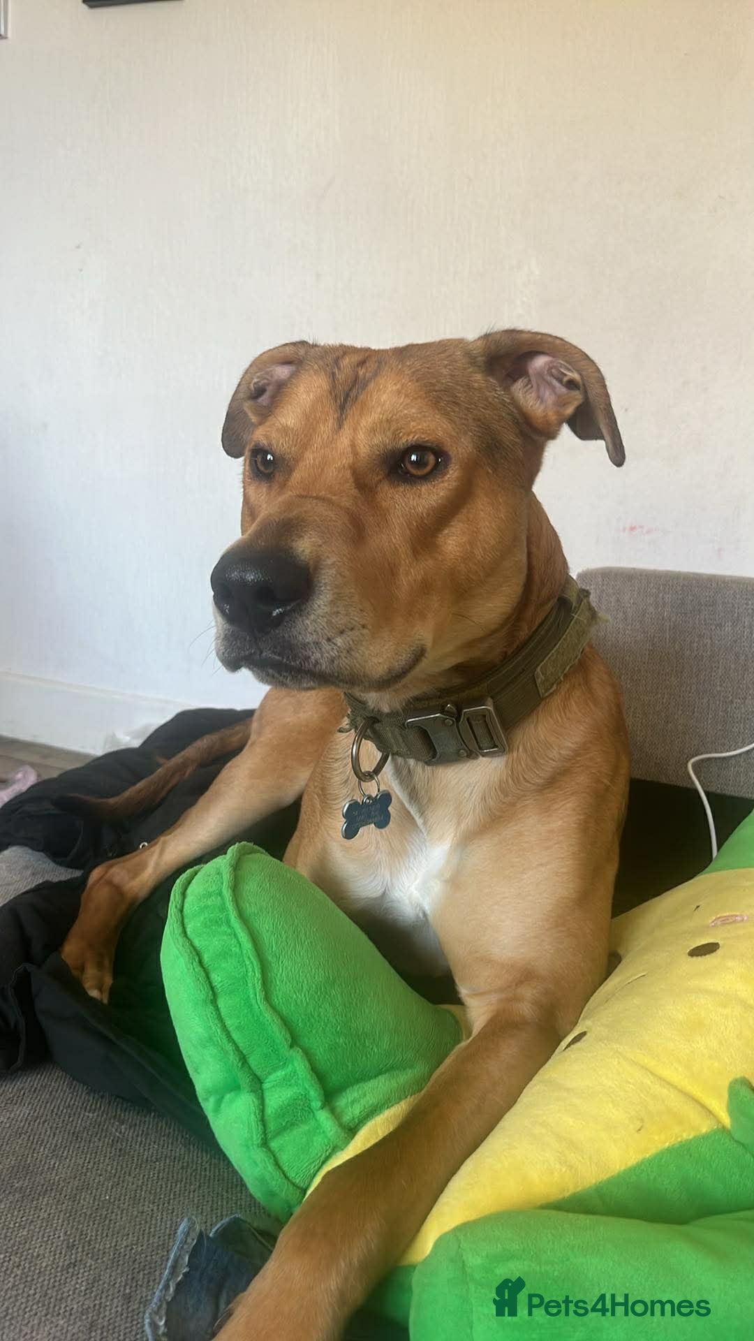 Mixed Breed dogs Alfie- Large Crossbreed Male - Advert 6