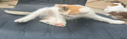 Domestic Shorthair cats for sale: Adorable kittens in London - Advert 7