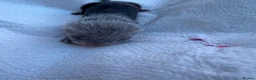 Ferret rodents for sale: Pedigree Full and Semi Angora Kits  - Advert 11