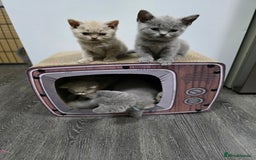 British Shorthair cats for sale: Beautiful British shorthair kittens - Image 19