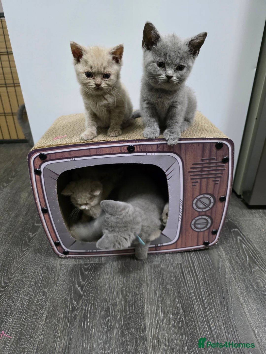 British Shorthair cats for sale: Beautiful British shorthair kittens - Image 19