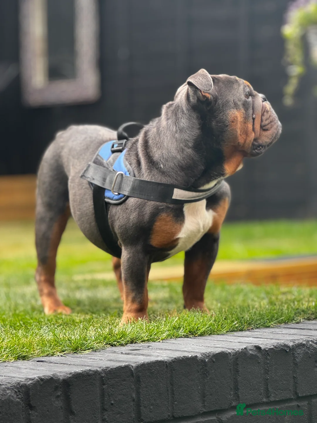 English Bulldog dogs for stud: For Stud  in Canterbury - Advert 3