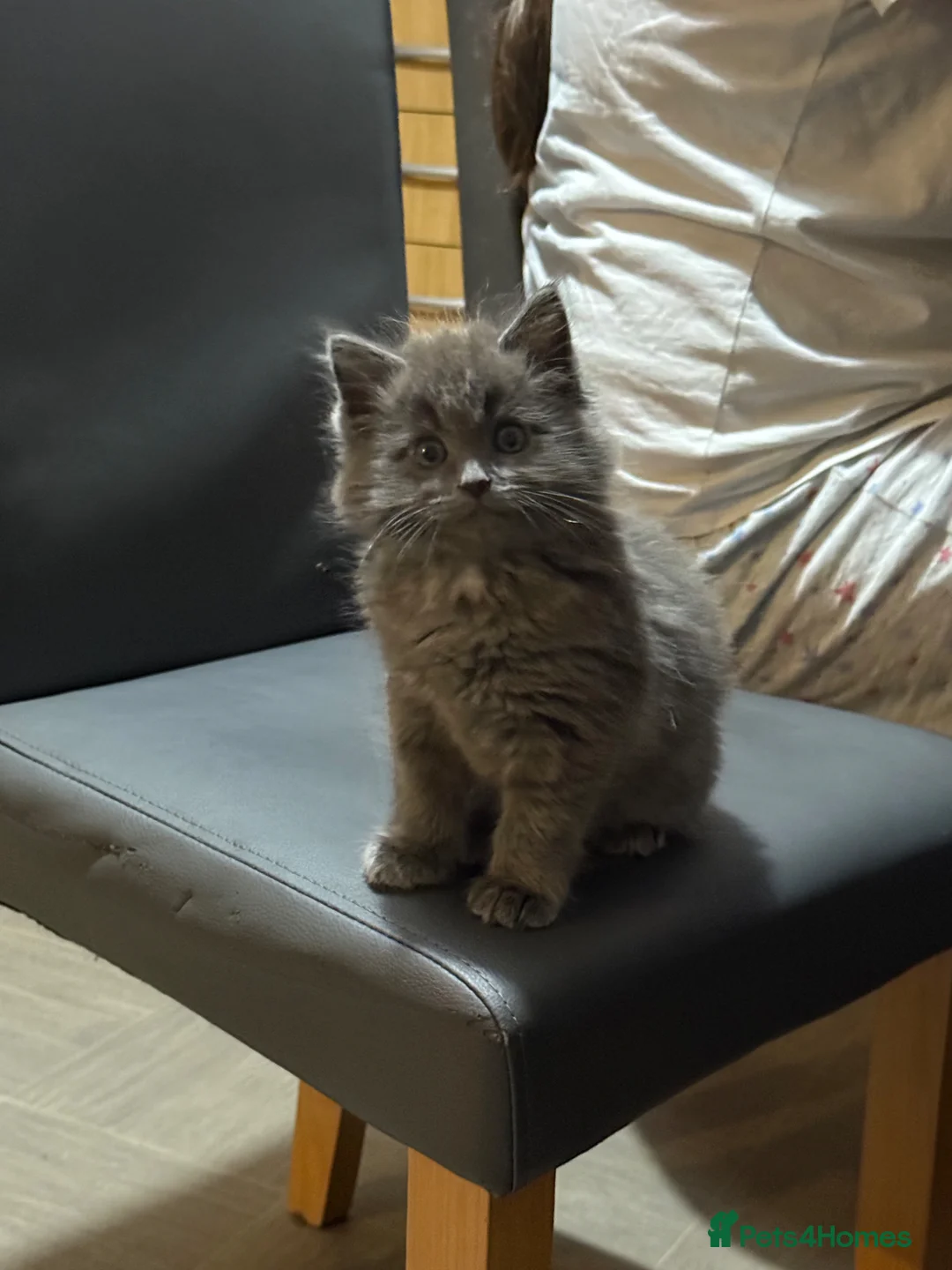 Ragdoll cats for sale: GREY RAGDOLL KITTEN  - Advert 4