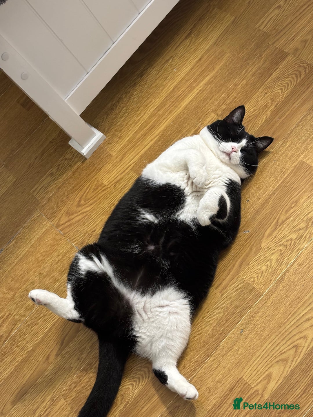 British Shorthair cats for sale: Mix domestic british shorthair female cat - Advert 3