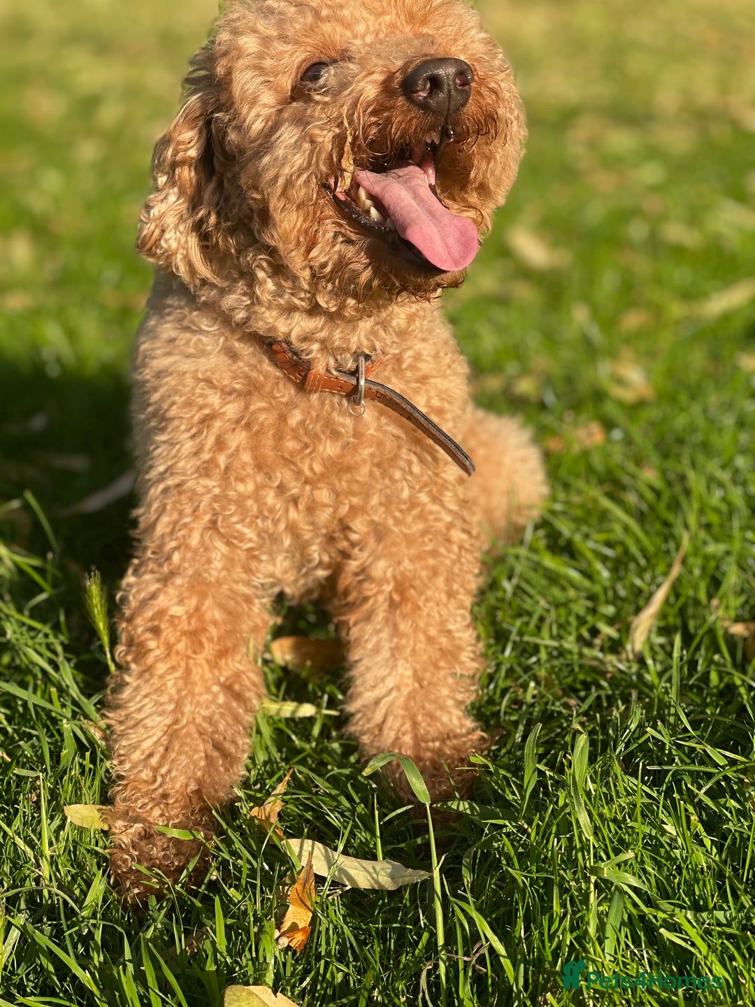 Toy Poodle dogs for sale: Toy poodle - Advert 2