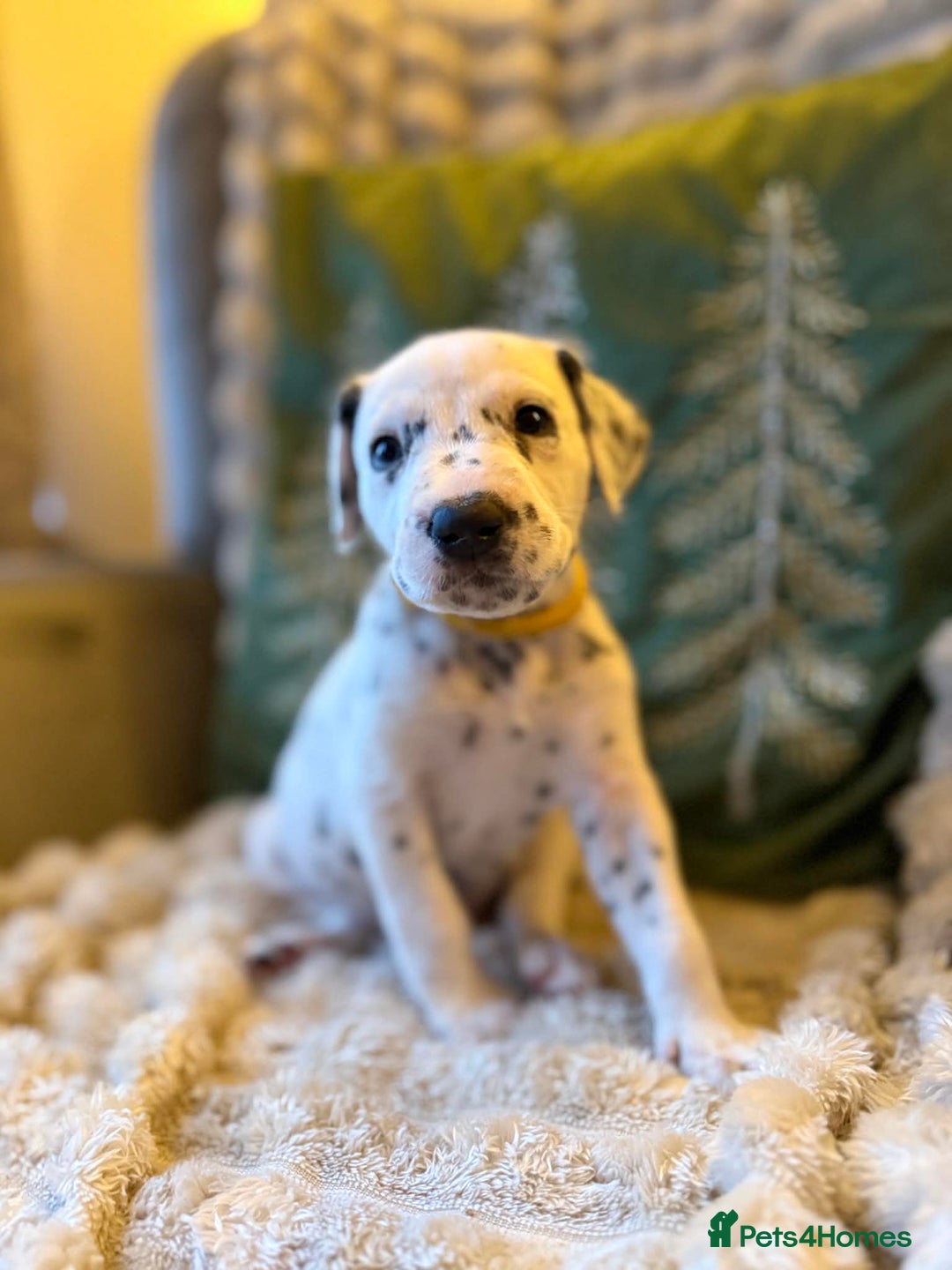 Dalmatian dogs for sale: PEDIGREE Dalmatian Puppies ready NOW - Advert 12