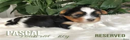 Yorkshire Terrier dogs for sale: One Gorgeous Girl Biewer Terrier LEFT! - Advert 9