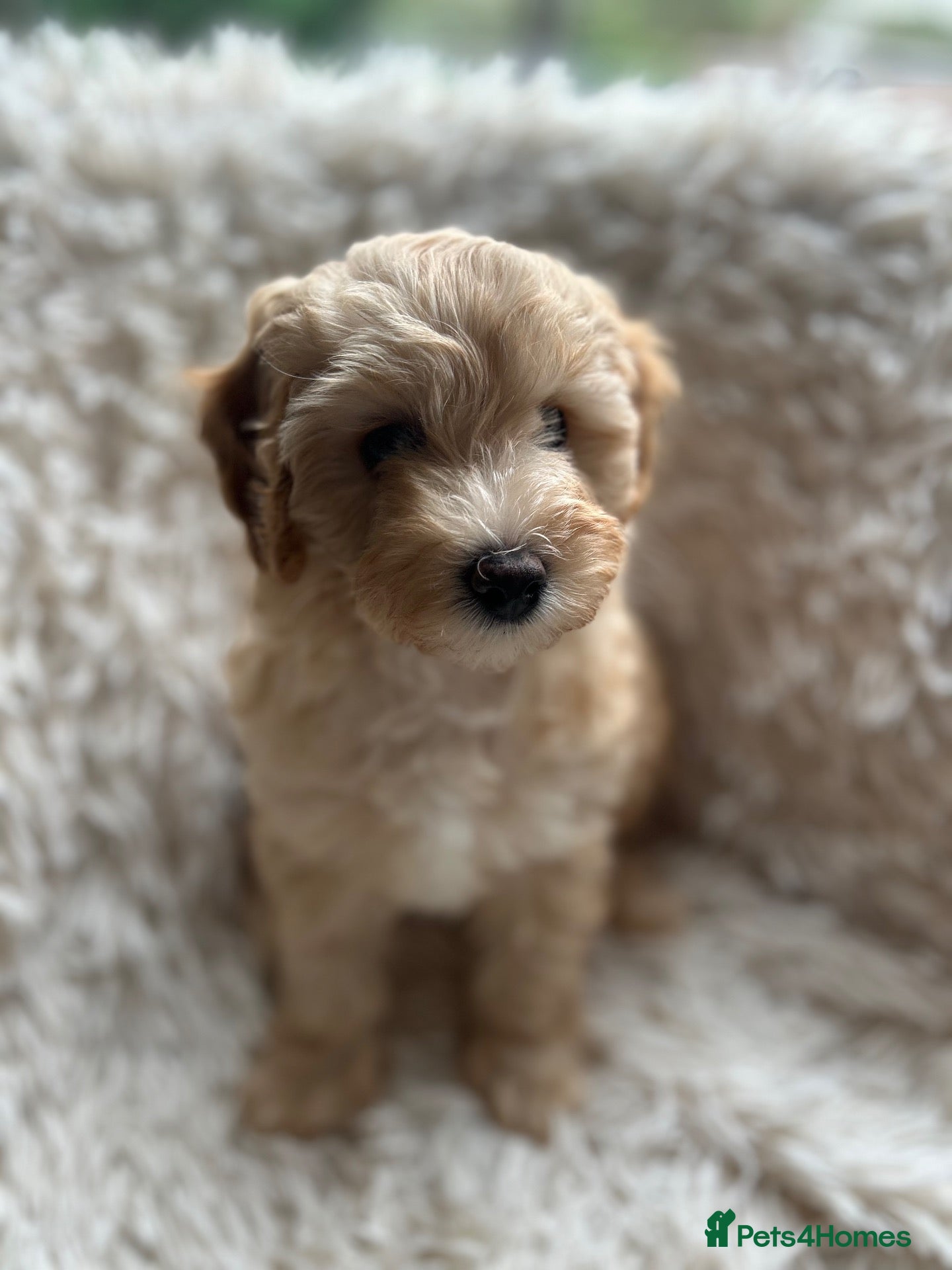 Cavapoo dogs for sale: 5⭐️ Gorgeous Rare F1bb Cavapoo girl Pup left!!! - Advert 1
