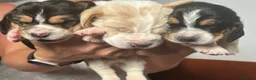 Basset Hound dogs for sale: Stunning KC Basset Hound Pups - Advert 9