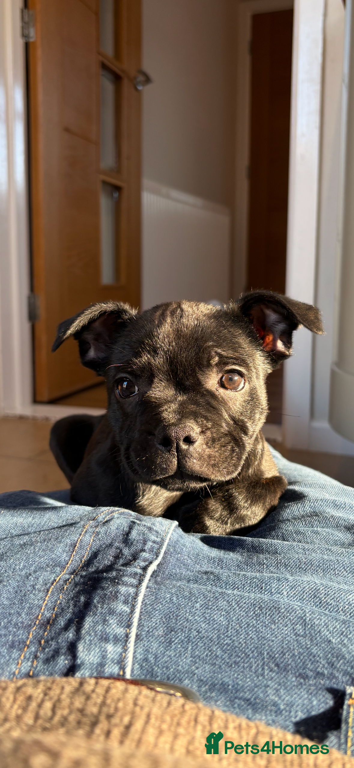 Staffordshire Bull Terrier dogs Beautiful KC registered girl looking for her home - Advert 1