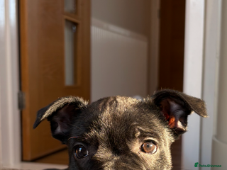 Staffordshire Bull Terrier dogs Beautiful KC registered girl looking for her home - Advert 10