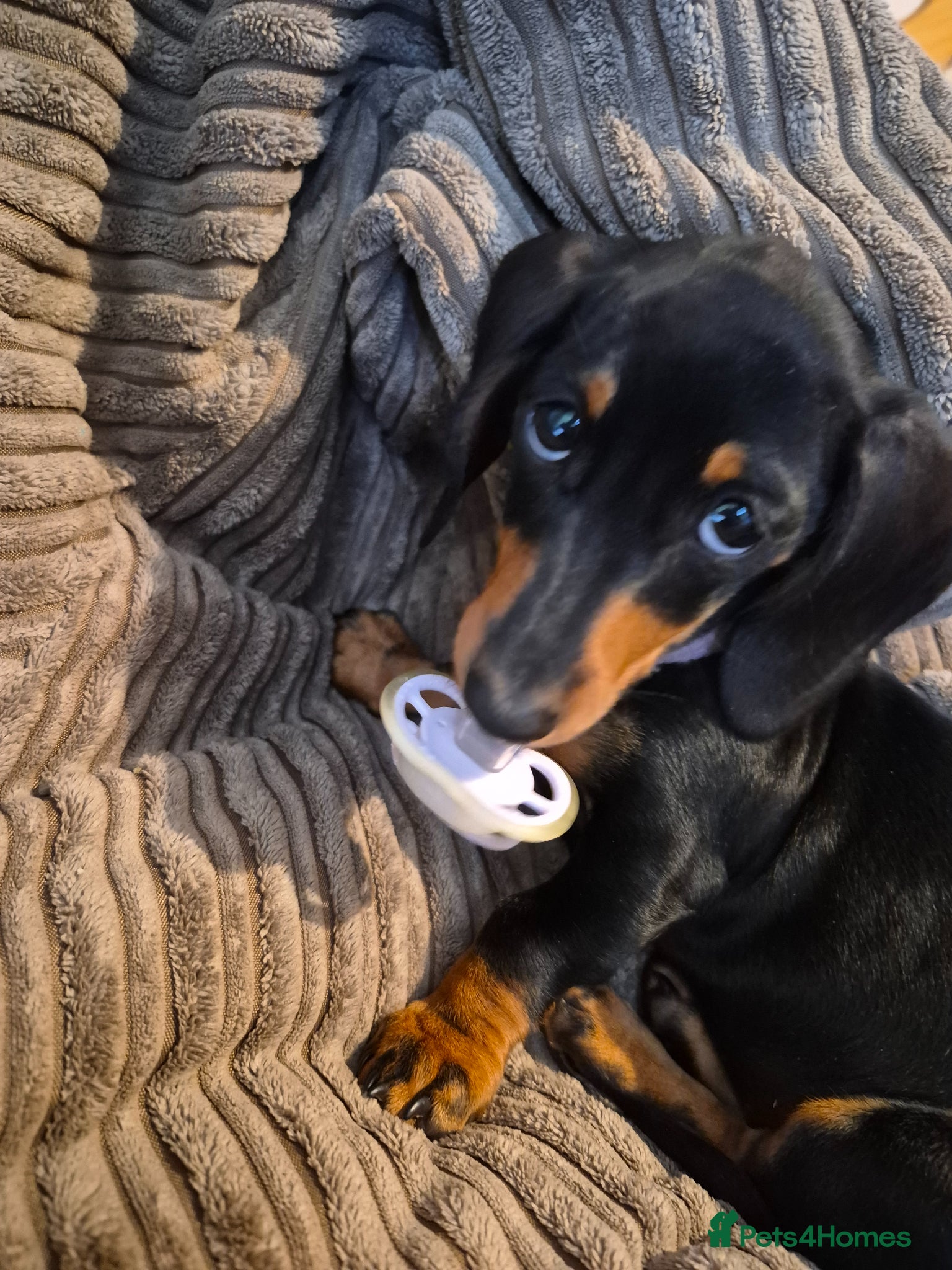 Miniature Dachshund dogs for sale: Beautiful girl for sale minature dachshund  - Advert 2
