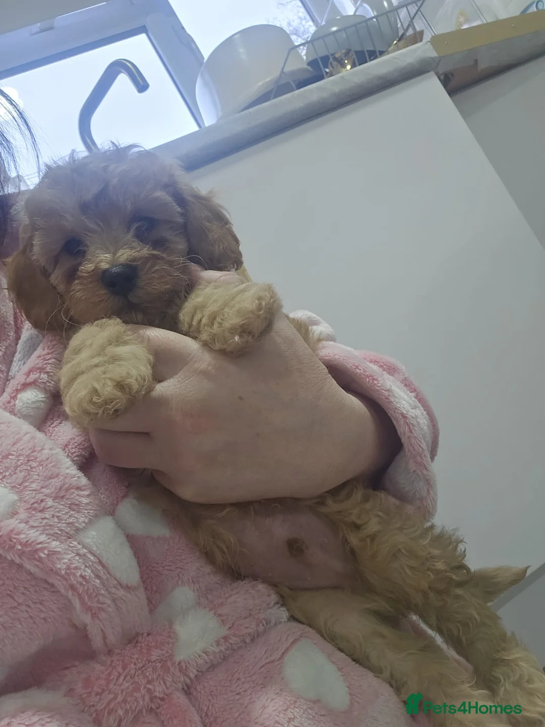 Cavapoo dogs for sale: Ready now 1 left - Toy F1B Cavapoo puppies  - Advert 2