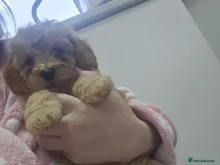 Cavapoo dogs Ready now 1 boy left - Toy F1B Cavapoo puppies - Advert 13