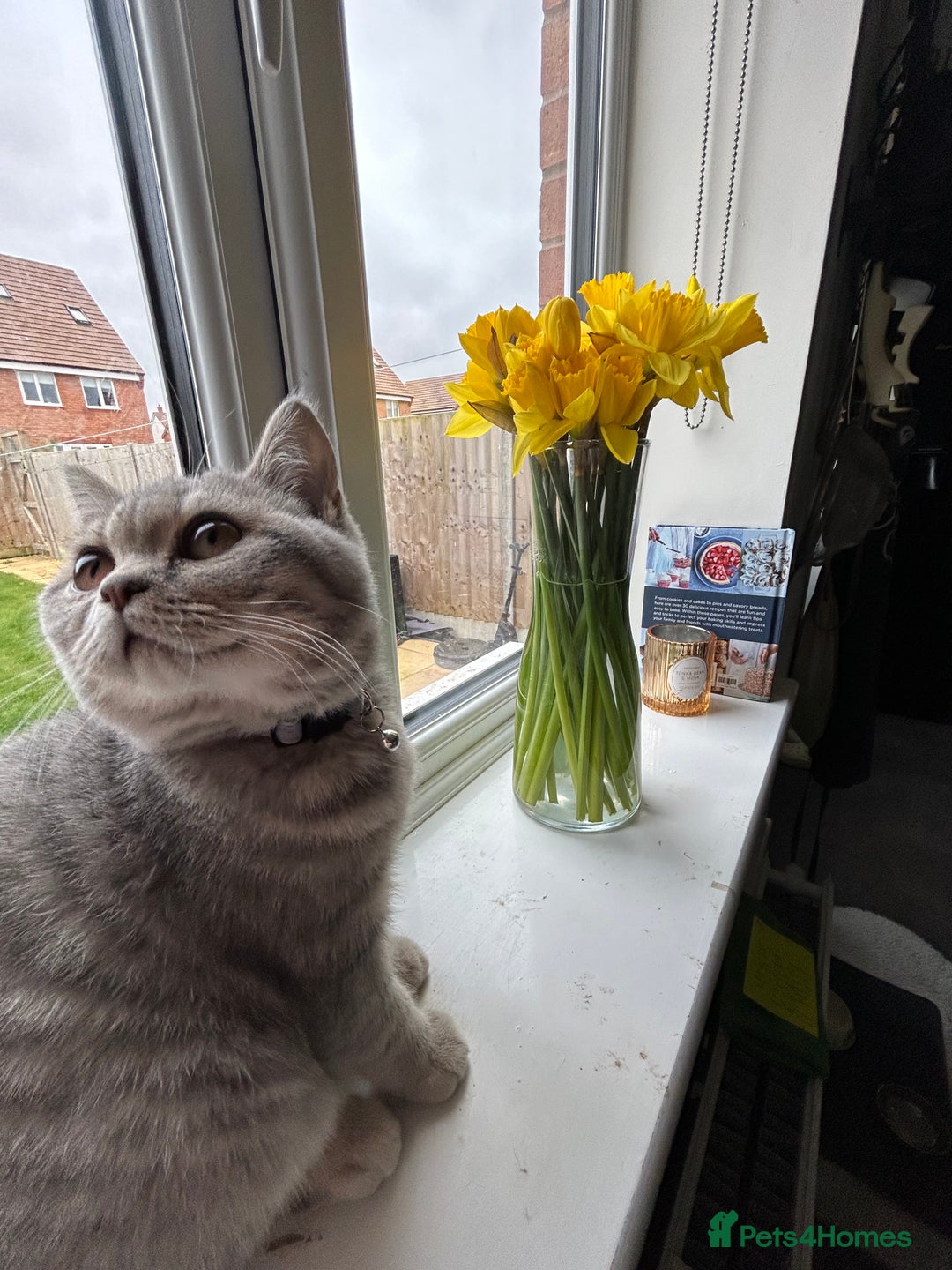 British Shorthair cats for sale: 1 baby girl left!  - Image 8