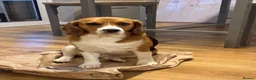 Beagle dogs for sale: Lovely Beagle for sale - Advert 5