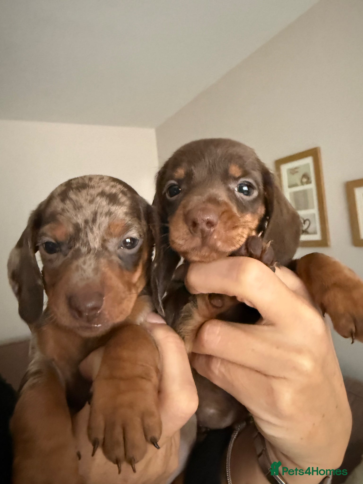 Dachshund dogs Dachshund puppy’s for sale - Advert 15