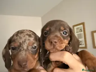Dachshund dogs Dachshund puppy’s for sale - Advert 17