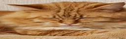 Maine Coon cats for sale: Stunning Maine Coon kittens  - Advert 8