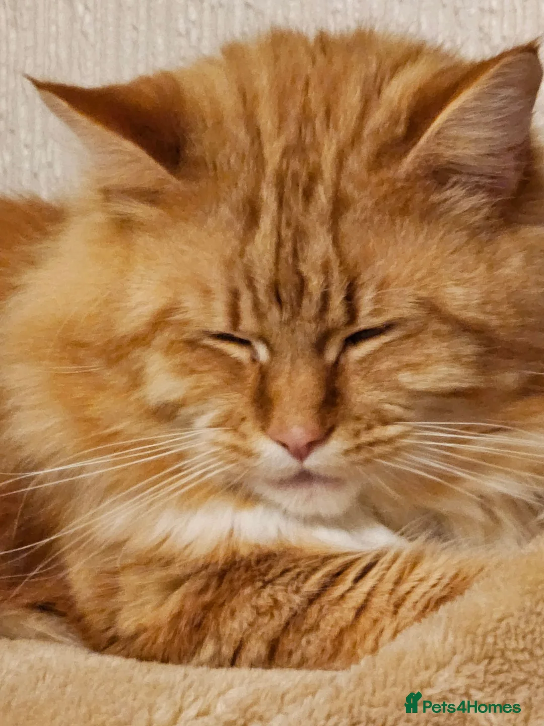 Maine Coon cats for sale: Stunning Maine Coon kittens  - Advert 8