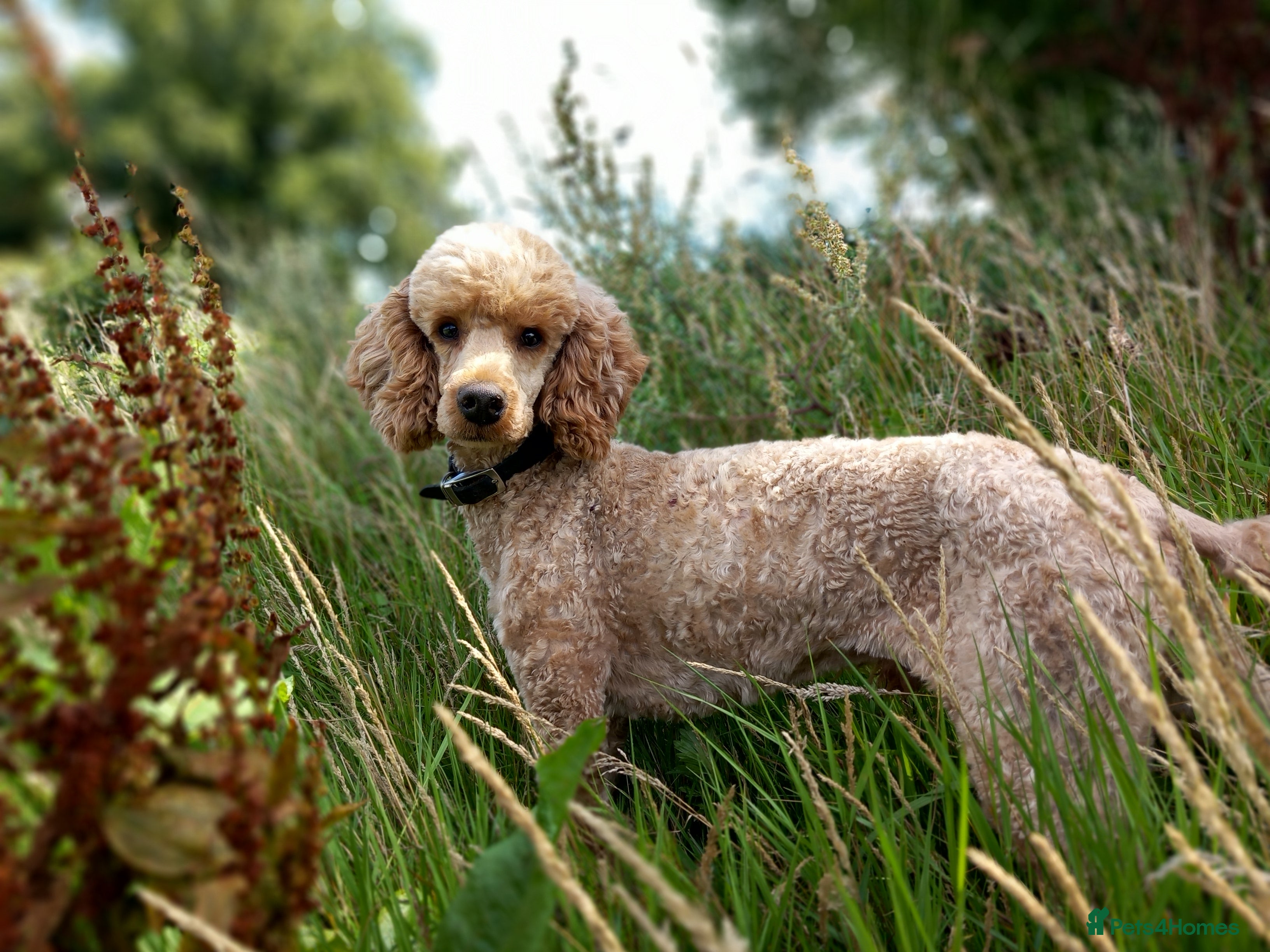 Miniature Poodle dogs KC reg Miniature Red Poodle For Stud in Thetford - Advert 1