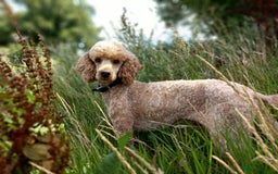 Miniature Poodle dogs for stud: KC reg Miniature Red Poodle For Stud in Thetford - Image 1