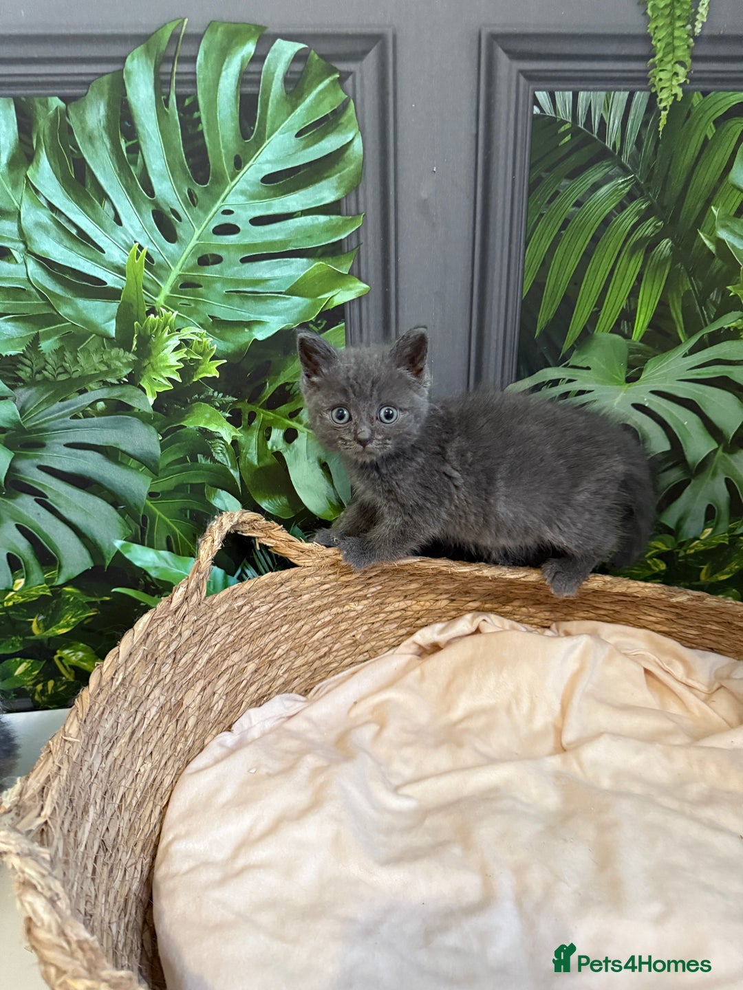 Ragdoll cats for sale: Ragdoll cross  - Image 1