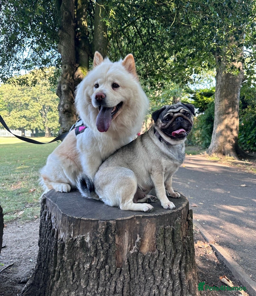 Mixed Breed dogs for sale: Rehoming - Chow Chow & two Pugs  - Advert 10