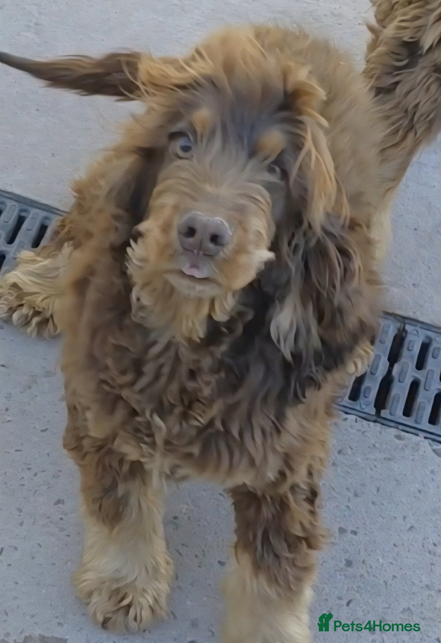 Cocker Spaniel dogs Chocolate and Tan bitch - Advert 3