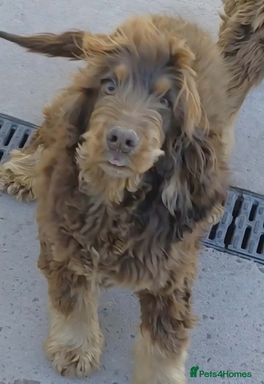 Cocker Spaniel dogs for sale: Chocolate and Tan bitch - Advert 1