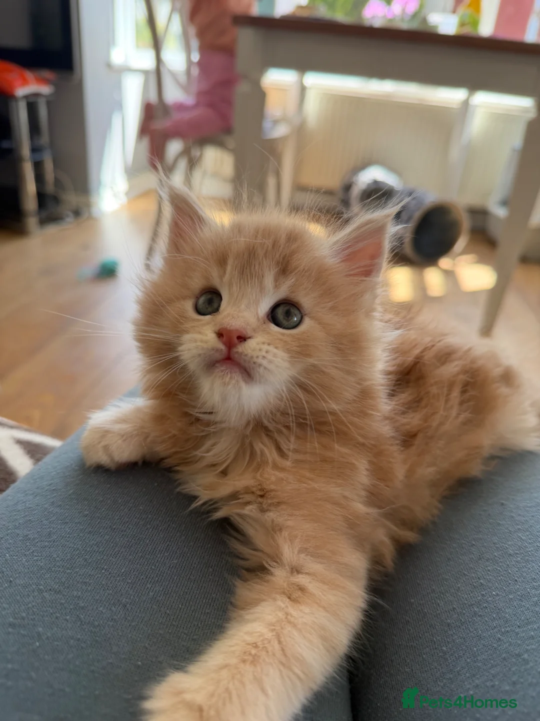 Maine Coon cats for sale: Pedigree Maine Coon Kittens, Show Lines - Advert 2
