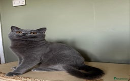 British Shorthair cats for sale: Beautiful British Shorthair kittens - Image 16